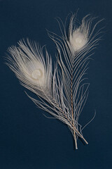 Natural White peacock feathers on a blue background