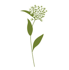 Wild flower vector stock illustration. Spring meadow plant. green stem in the field. Isolated on a white background.