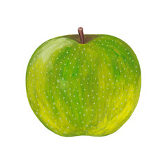 hand drawn green apple - raster realistic illustration isolated on white. Realistic drawing of an apple with gouache paints