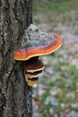 The red-belted conk (lat. Fomitopsis pinicola), of the family Fomitopsidaceae. - obrazy, fototapety, plakaty
