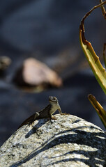 lizard on a rock