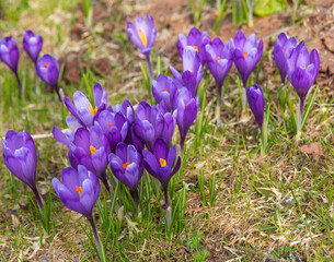 Spring flowering crocus on the slopes and mountain valleys of the Ukrainian Carpathian Mountains with beautiful views of snow-capped peaks.