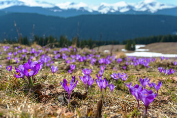 Spring flowering crocus on the slopes and mountain valleys of the Ukrainian Carpathian Mountains with beautiful views of snow-capped peaks.