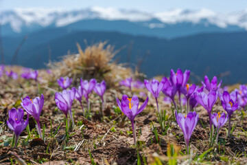 Fototapeta premium Spring flowering crocus on the slopes and mountain valleys of the Ukrainian Carpathian Mountains with beautiful views of snow-capped peaks.
