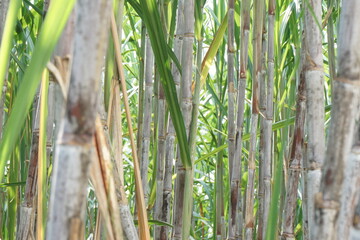Sugarcane with a natural background. Indonesian call it tebu
