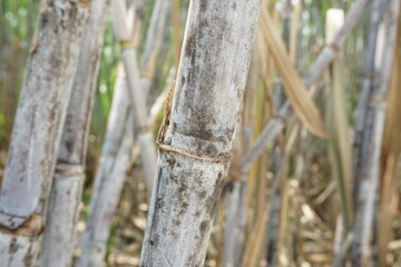 Sugarcane with a natural background. Indonesian call it tebu