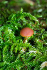 In the russian wood.