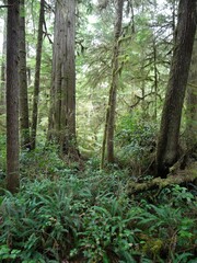 Obraz premium Vancouver Island - Pacific Rim National Park - Rainforest Trail