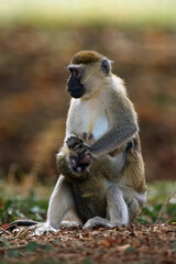 Naklejka na ściany i meble The vervet monkey (Chlorocebus pygerythrus), or simply vervet, female youngster weaned from breastfeeding. Raising a young monkey.
