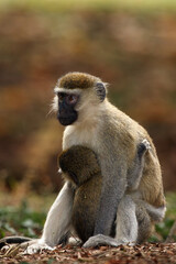 The vervet monkey (Chlorocebus pygerythrus), or simply vervet ,mother and baby sitting on the ground.