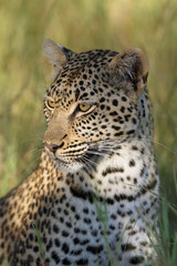 The African leopard (Panthera pardus pardus) female portrait in the grass. Portrait in the morning sun.