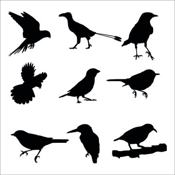 set of silhouettes of birds isolated on white