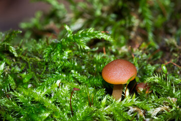 In the russian wood.