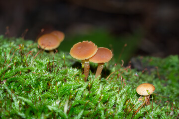 In the russian wood.