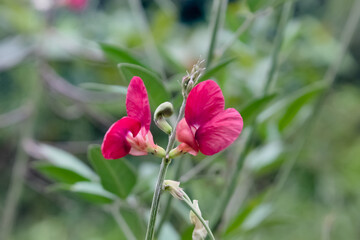 red and yellow flowers