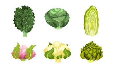 Fototapeta premium Different Cabbage with Cauliflower and Romanesco Broccoli Vector Set