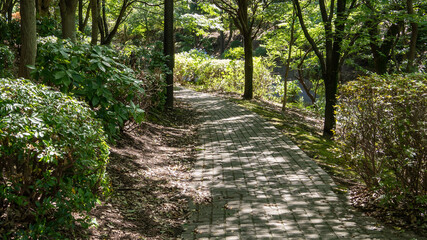 木漏れ日きれいな散歩道