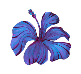 Watercolor purple blue tropical amazing hibiscus flower isolated on white. 