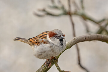 House sparrow, Haussperling (Passer domesticus)