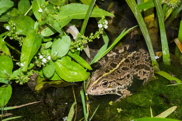 The marsh frog (lat. Pelophylax ridibundus), of the family Ranidae, and the water speedwell (lat. Veronica anagallis-aquatica), of the family Plantaginaceae.