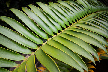 Close up of Large Green Leaf of Cycad Plant