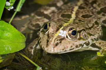 Fototapeta premium The marsh frog (lat. Pelophylax ridibundus), of the family Ranidae.