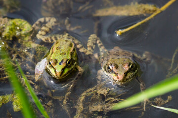 The marsh frog (lat. Pelophylax ridibundus), of the family Ranidae.
