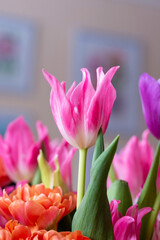 Pink tulip cultivar with many petals macro photography on a pink background of other tulips. 