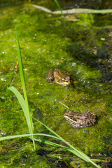 The marsh frog (lat. Pelophylax ridibundus), of the family Ranidae.