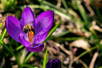 Crocus