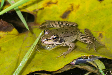 The marsh frog (lat. Pelophylax ridibundus), of the family Ranidae.