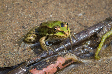 The marsh frog (lat. Pelophylax ridibundus), of the family Ranidae.