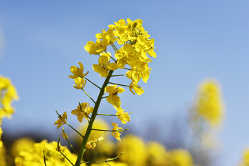 カブの花　菜の花に似た花
