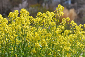 カブの花　菜の花に似た花