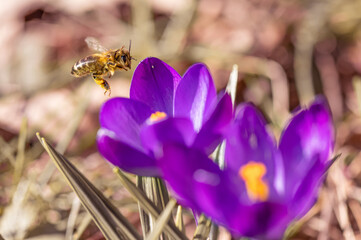 Pszczoła miodna lądująca na krokusie. Wiosenny kwiat. Kwitnące kwiaty wiosną. Pszczoła miodna zbierająca miód i pyłek kwiatowy. Początek wiosny.  - obrazy, fototapety, plakaty