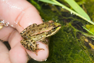 The marsh frog (lat. Pelophylax ridibundus), of the family Ranidae.