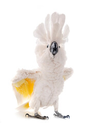 White cockatoo in studio