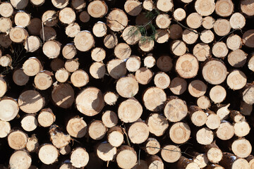 Dry felled logs stacked on top of each other