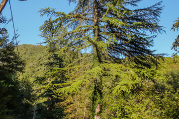 Relict coniferous tree of unknown breed
