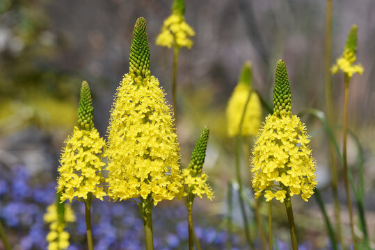 18 475 最適な ユリ科 画像 ストック写真 ベクター Adobe Stock