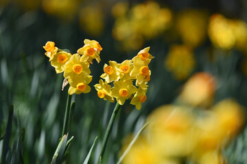 Obraz premium 水仙の花