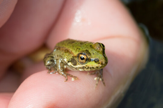 The Marsh Frog (lat. Pelophylax Ridibundus), Of The Family Ranidae.