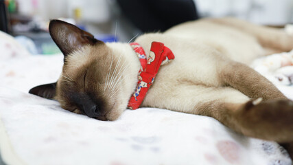Brown beige cat. Siamese cat resting