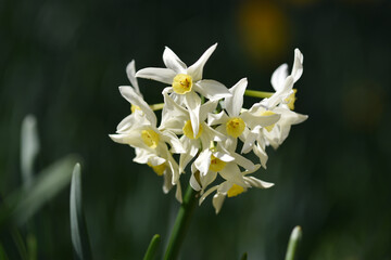 白い水仙の花