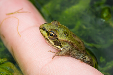 The marsh frog (lat. Pelophylax ridibundus), of the family Ranidae.