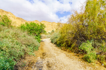 Fototapeta na wymiar Footpath in Einot Tzukim (Ein Feshkha) Nature Reserve
