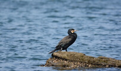 ウミウの成鳥

