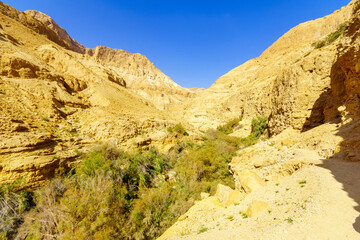Fototapeta premium Landscape along the Arugot stream, in Ein Gedi Nature Reserve