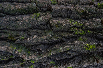bark from a old tree with green moss