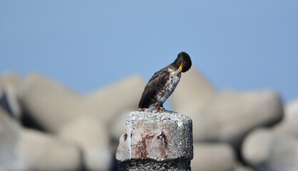ウミウの若鳥が体をかいている
